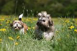 SHIH TZU 261
